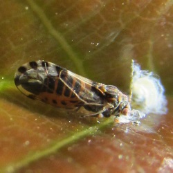 Cacopsylla pulchella